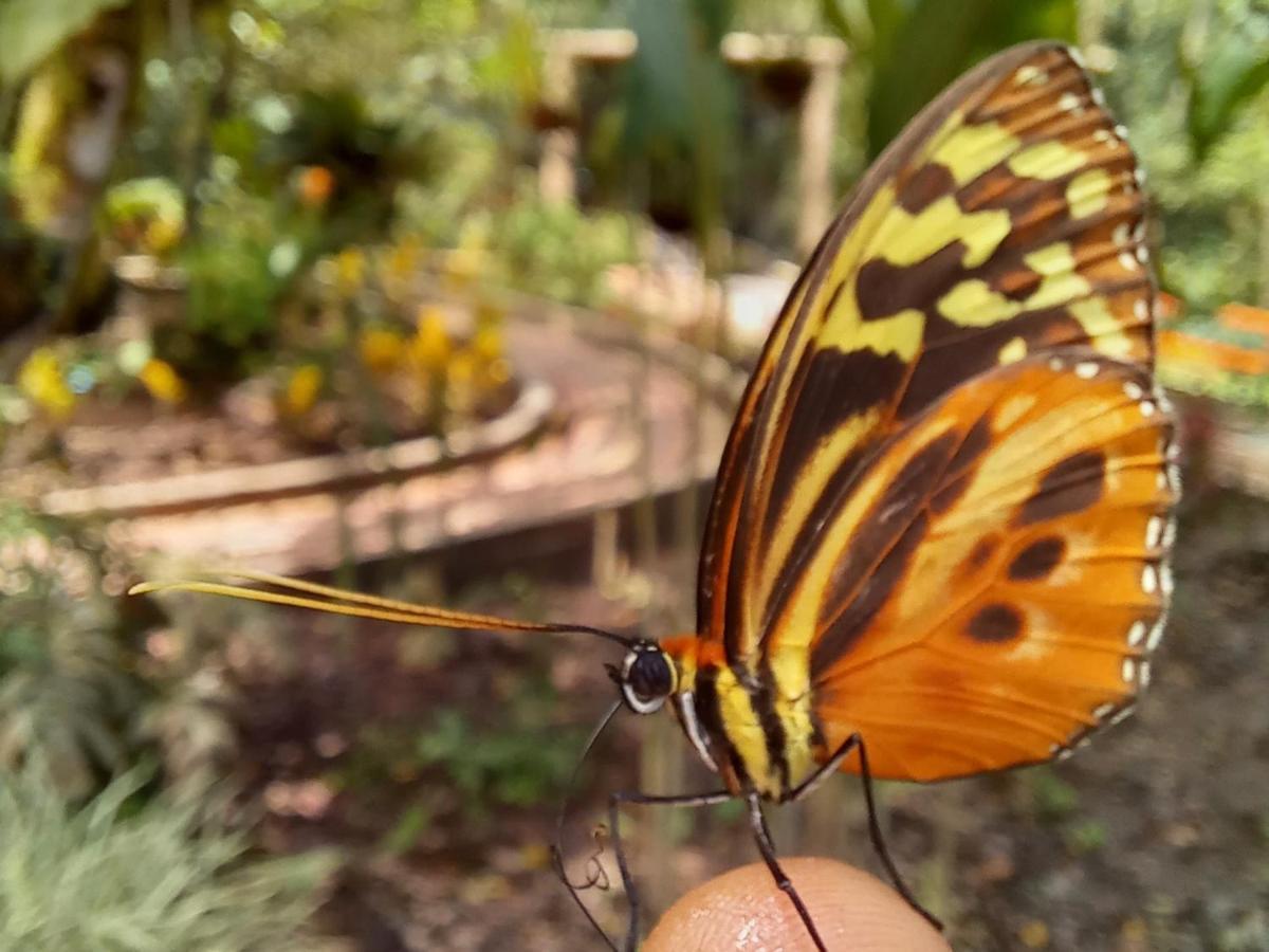 Cantalarana Lodge Mindo Dış mekan fotoğraf